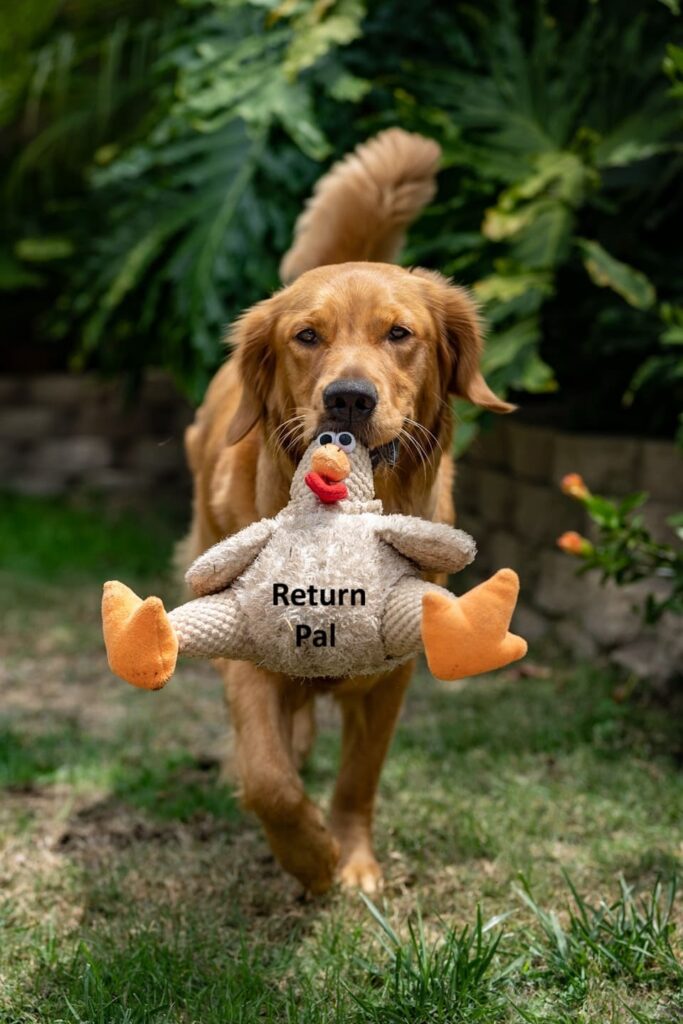 An image of a dog with a Return Pal branded chicken toy.